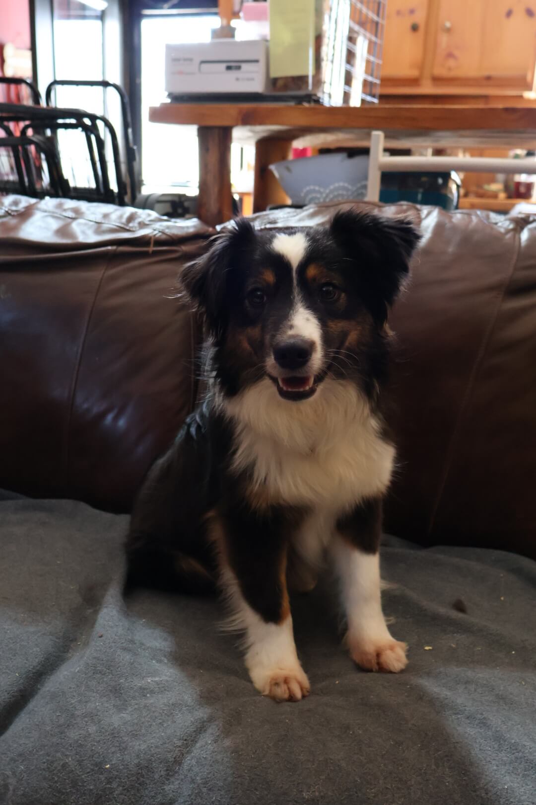 Yellie (Available) photo 2