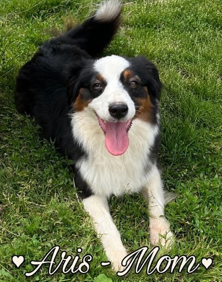 Available Soon ~ New Litter in CT! photo 2