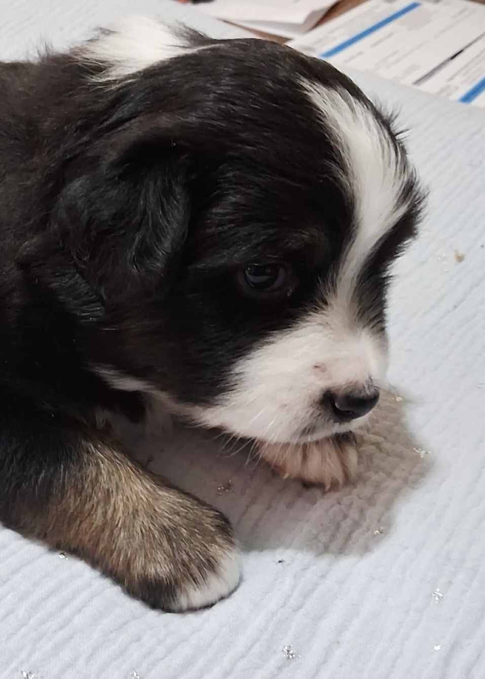 Ringo (Available) photo 2