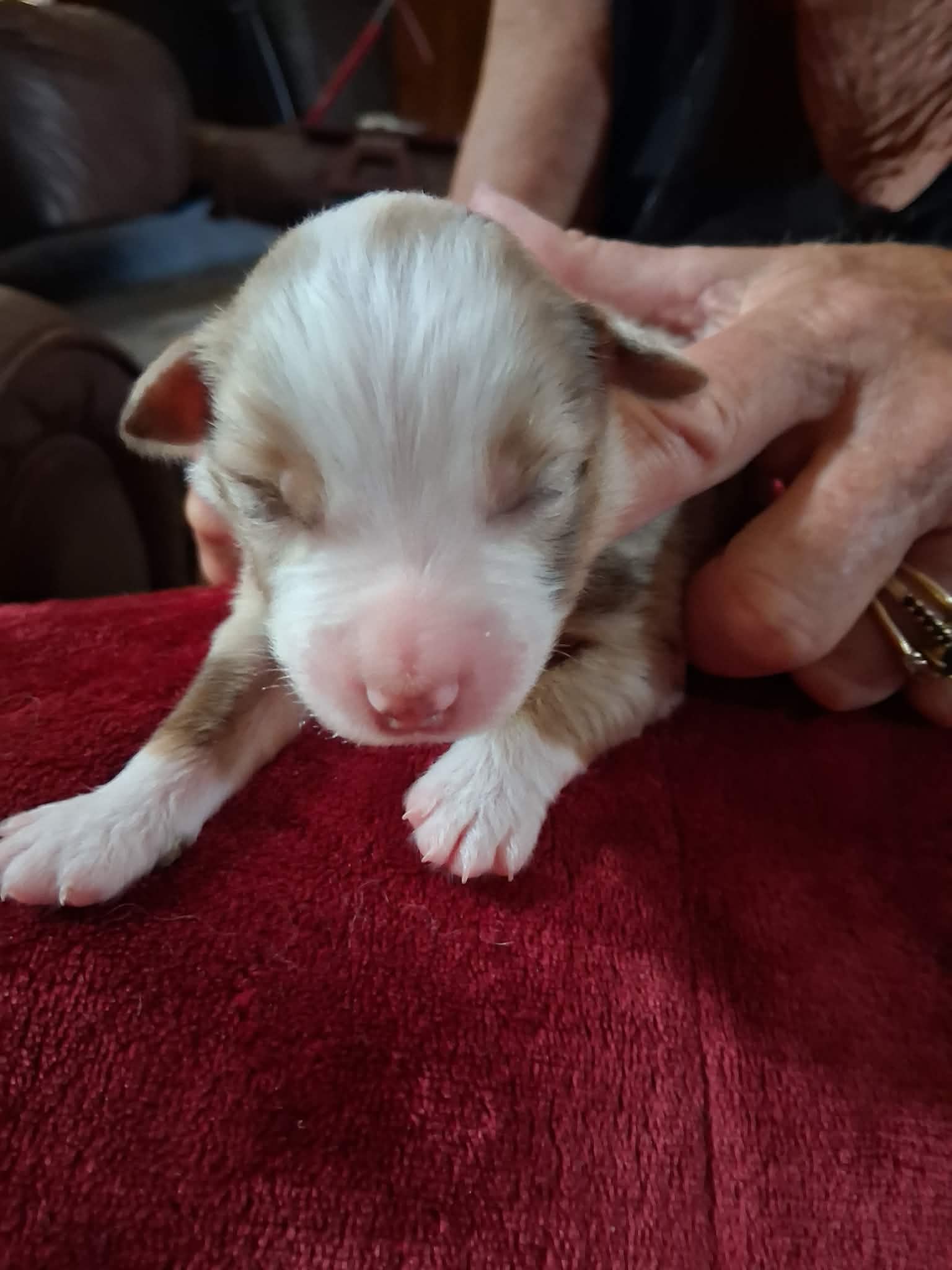 Ash x Emmy- Puppy #7 photo 1