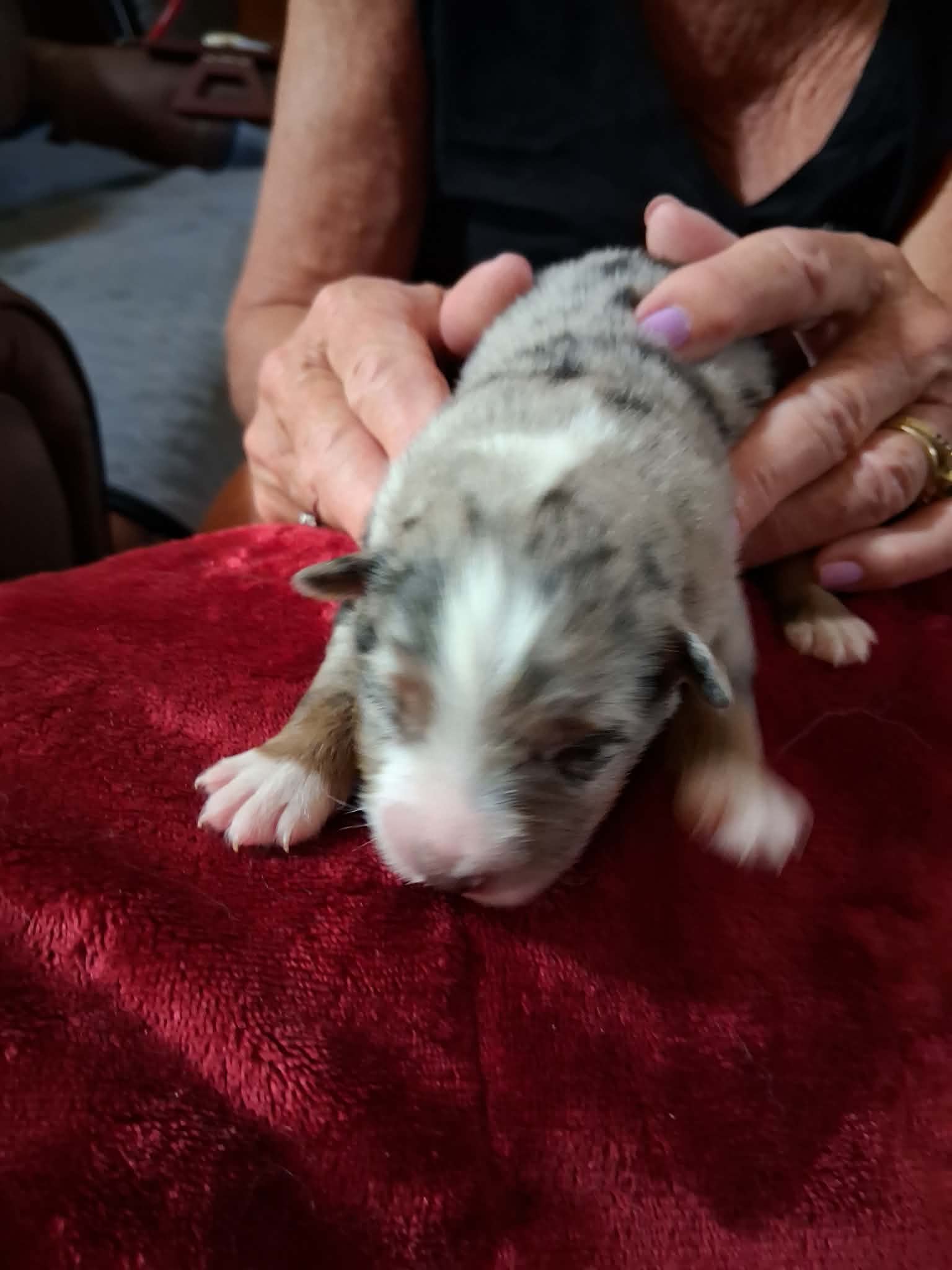 Ash x Emmy- Puppy #4 photo 1