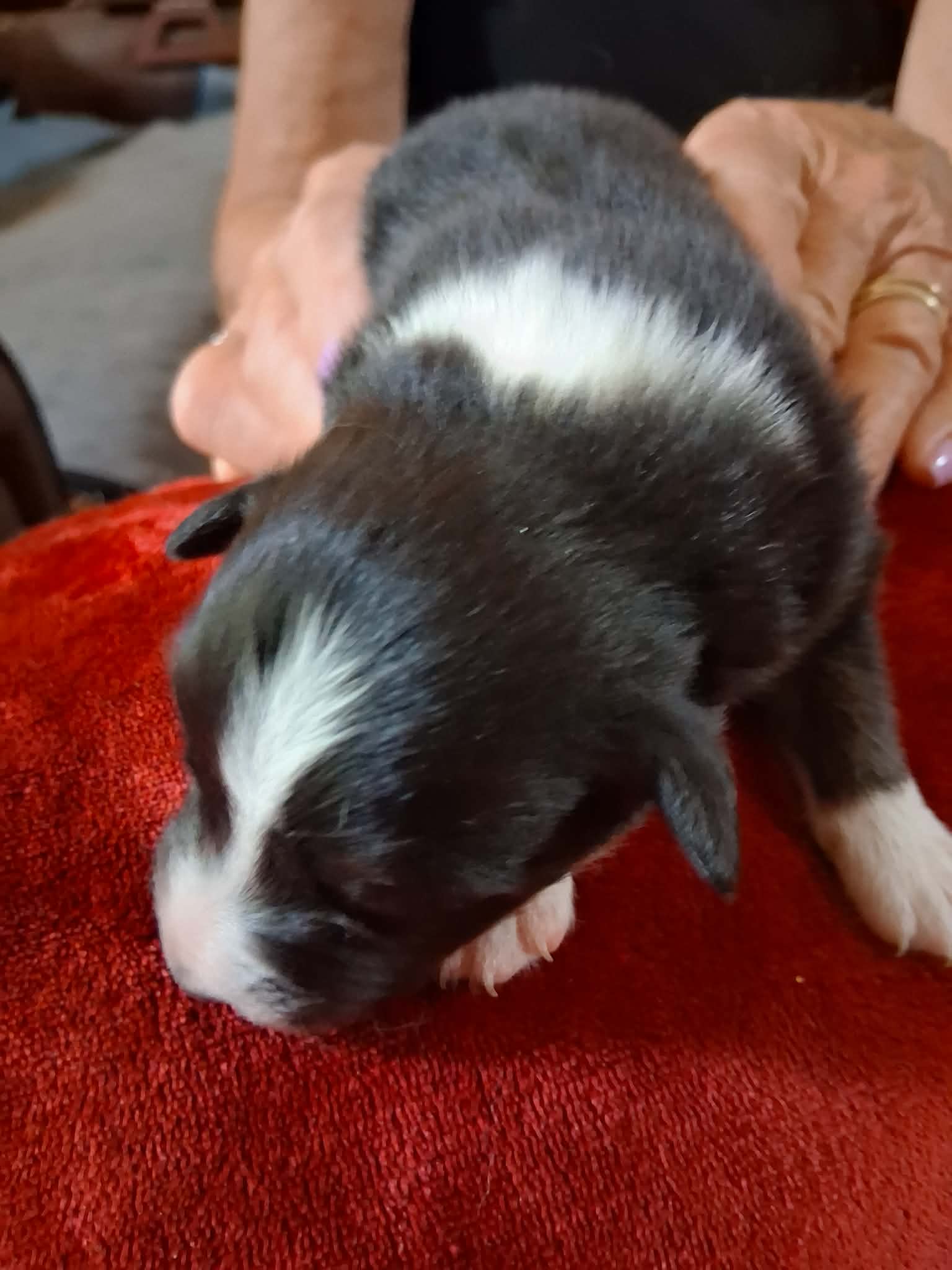 Ash x Emmy- Puppy #5 photo 1