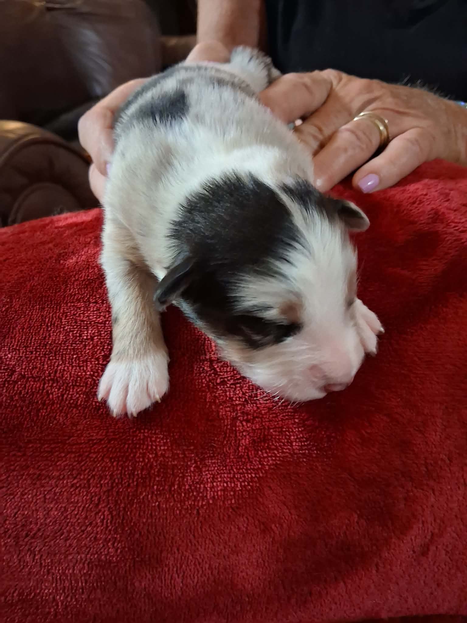 Ash x Emmy - Puppy #3 photo 1
