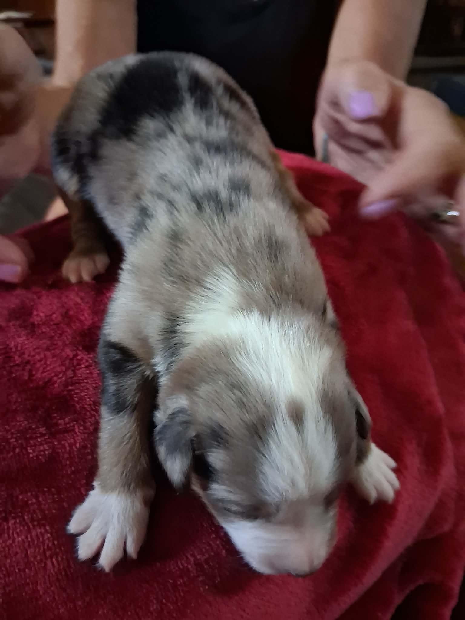 Ash x Emmy- Puppy #2 photo 1