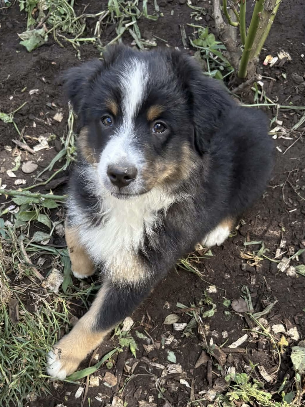 Ringo (Available) photo 1