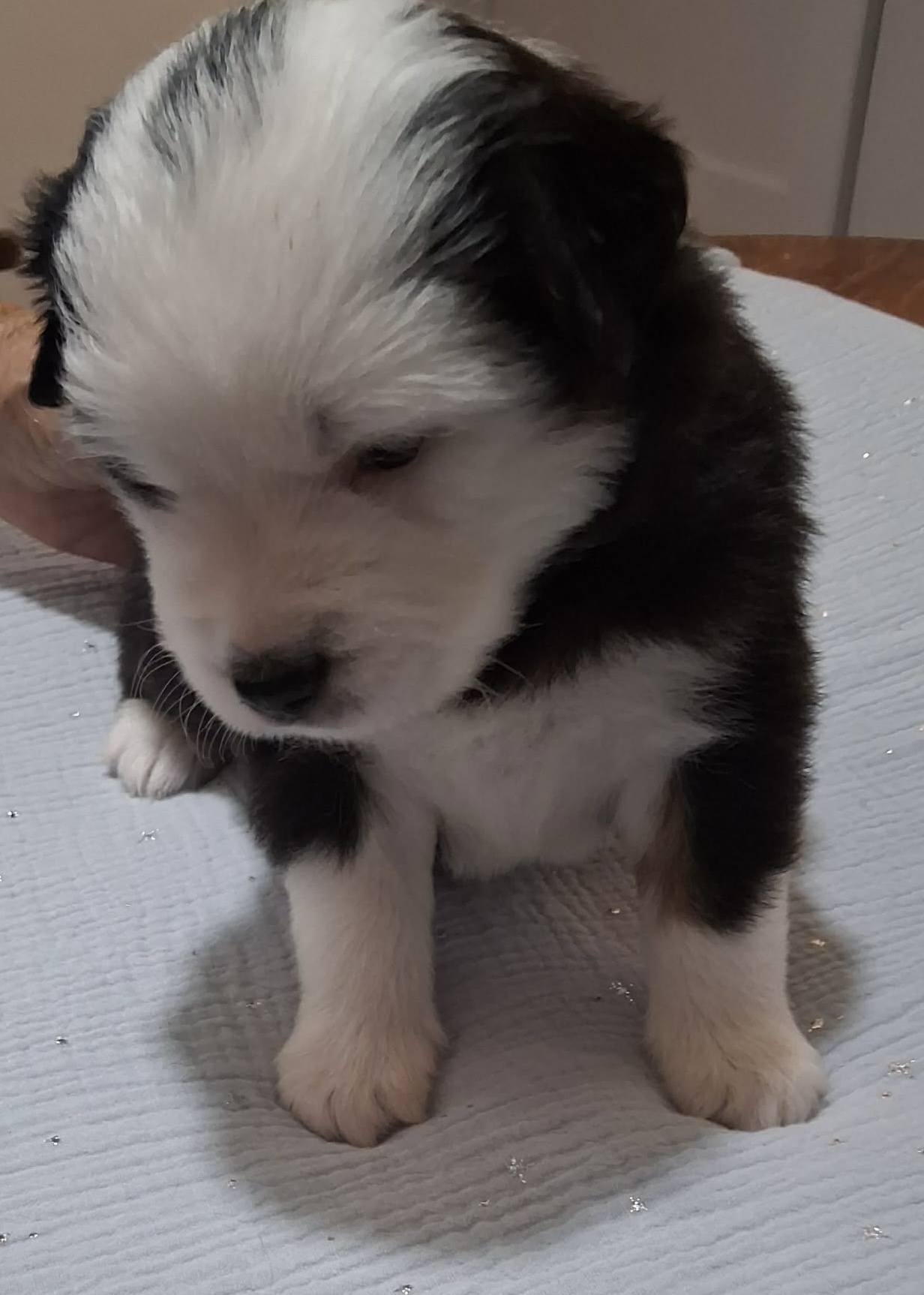 Lucky (Available) photo 1