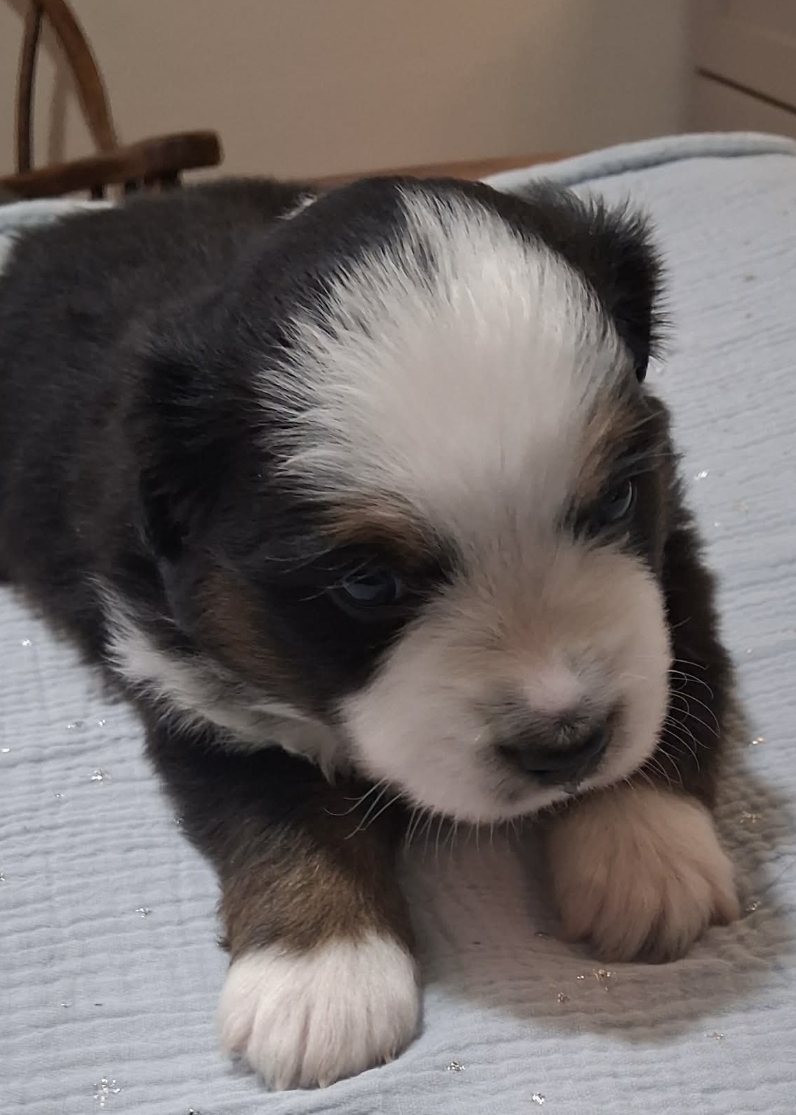 Dooley (Available) photo 1