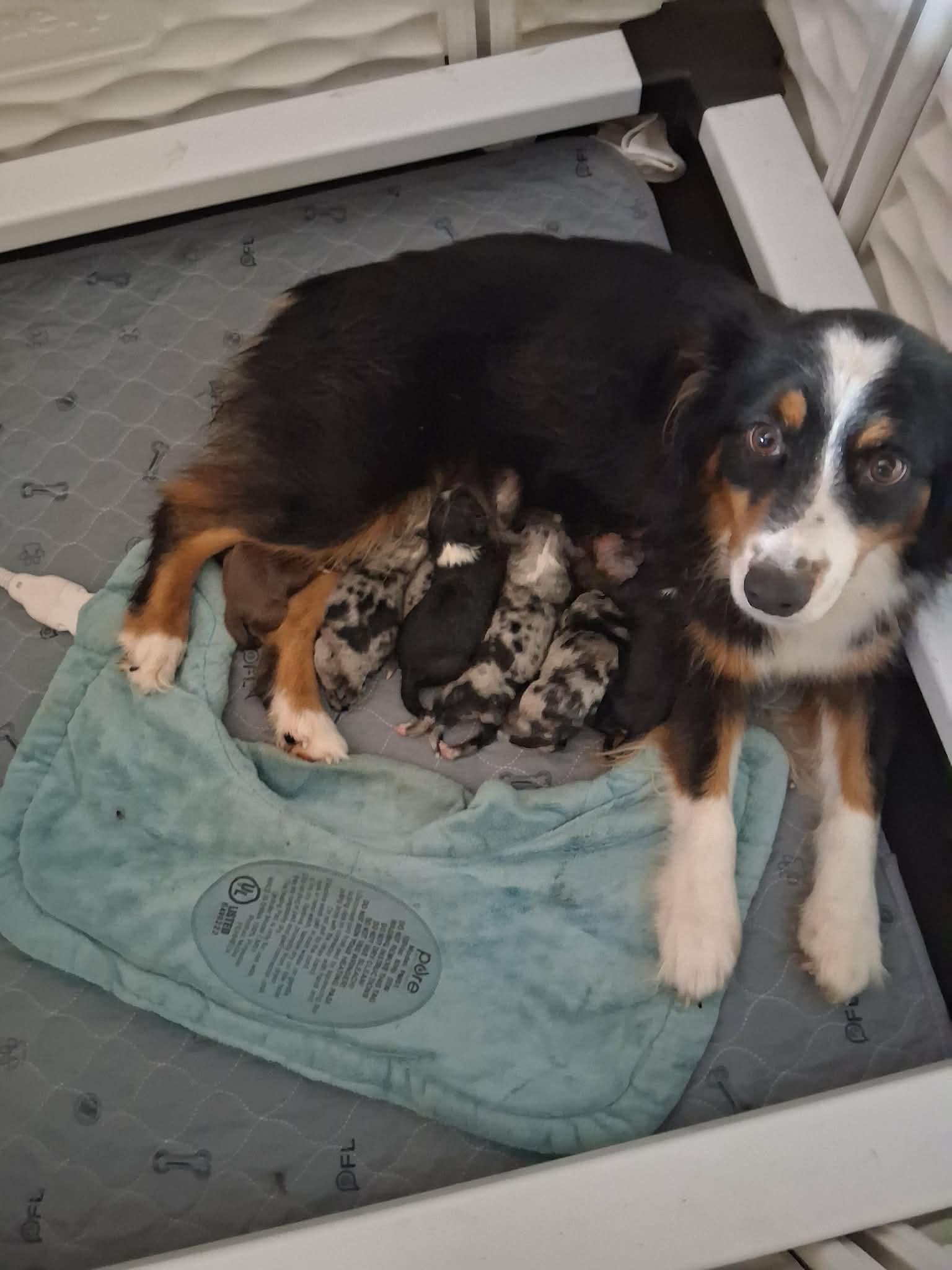 Available- New Litter! photo 1