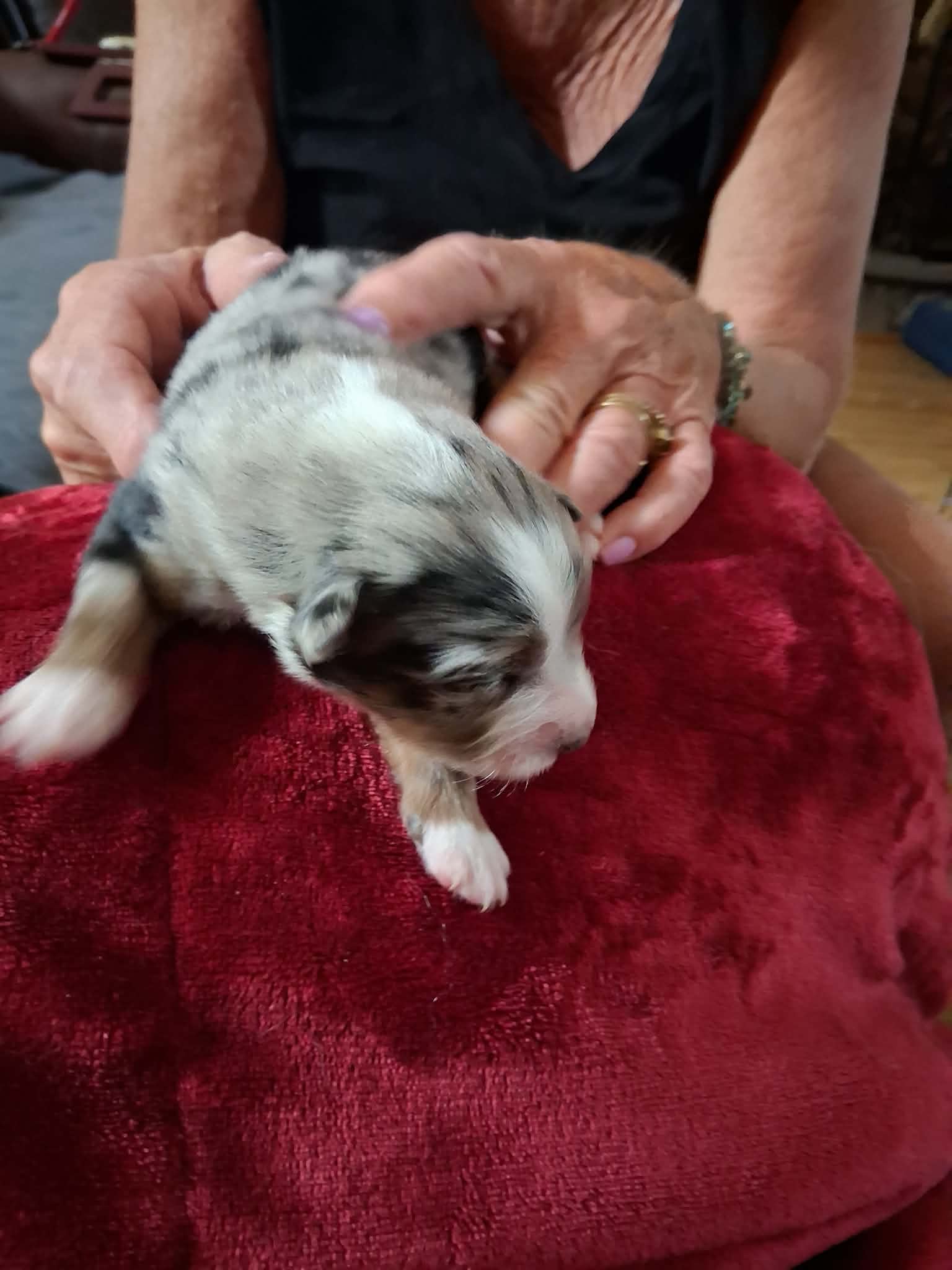 Ash x Emmy- Puppy #4 photo 2