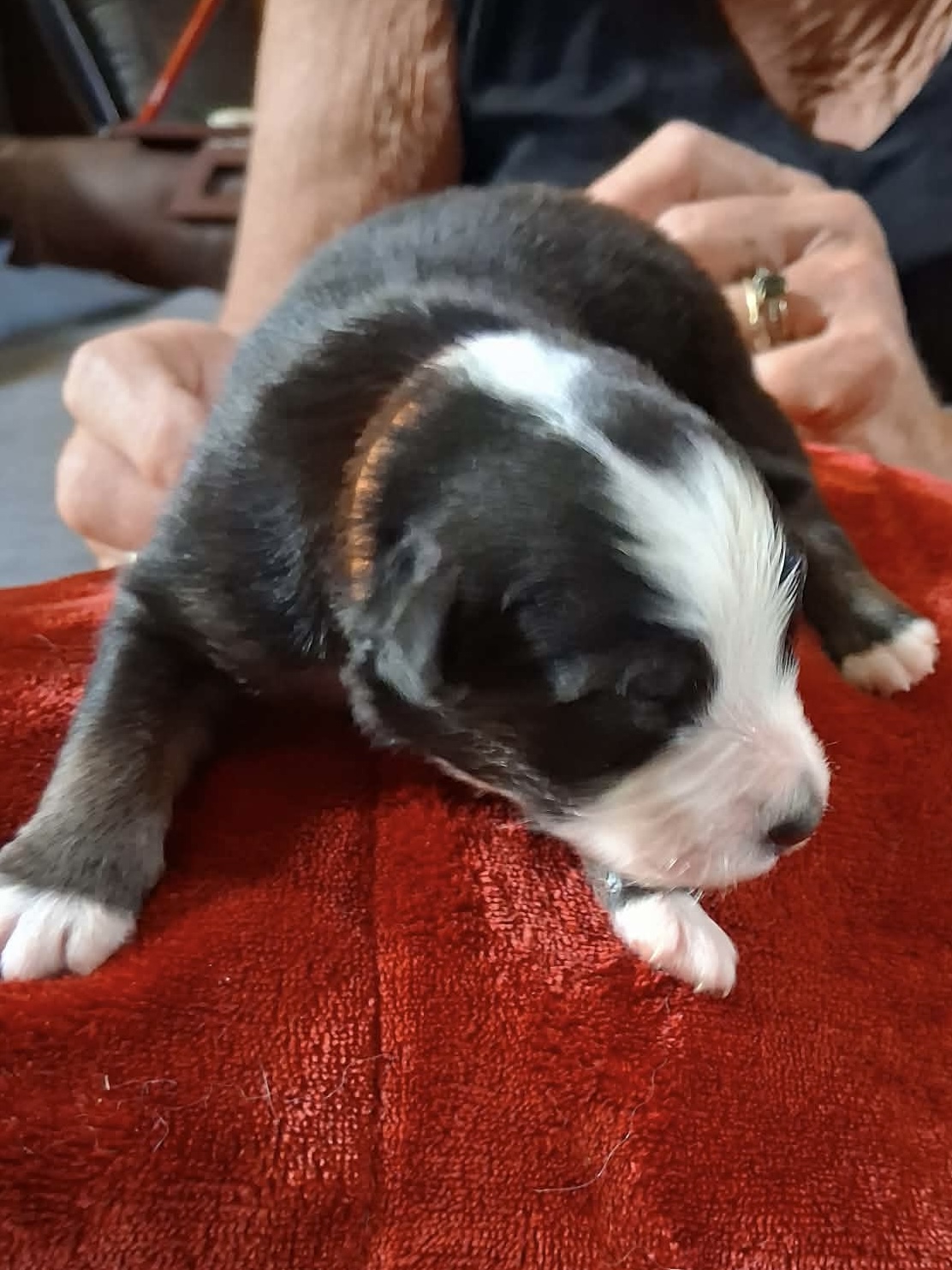 Ash x Emmy- Puppy #6 photo 1