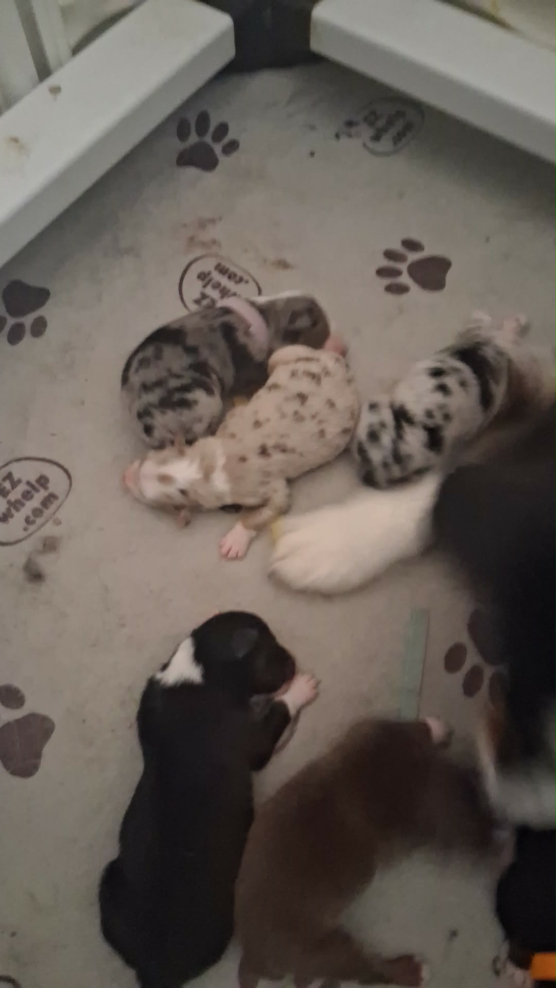 Available- New Litter! photo 4