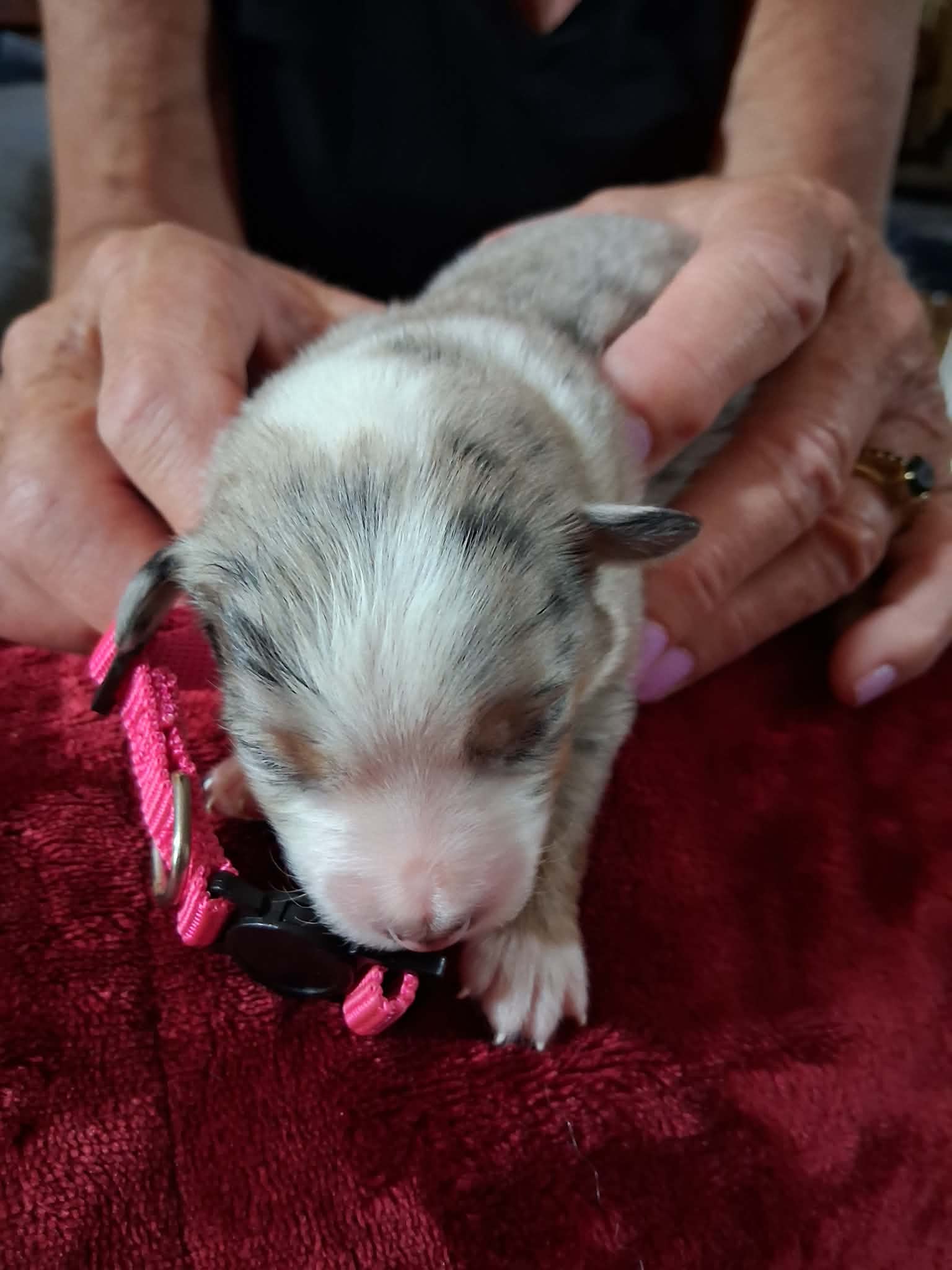 Ash x Emmy- Puppy #1 photo 1