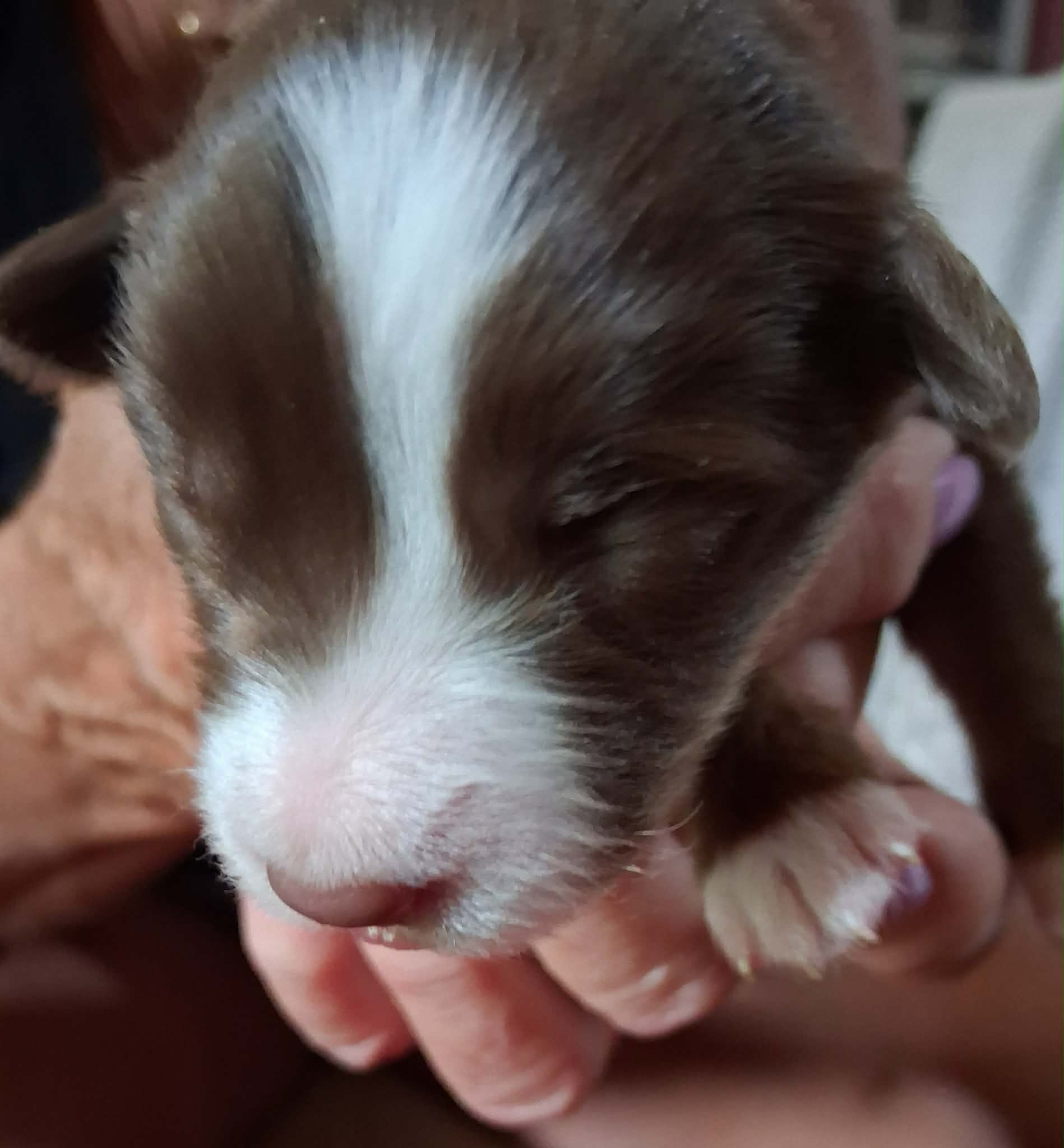 Ash x Emmy- Puppy #8 photo 1