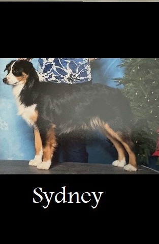 Available ~ New Litter in CT! photo 3