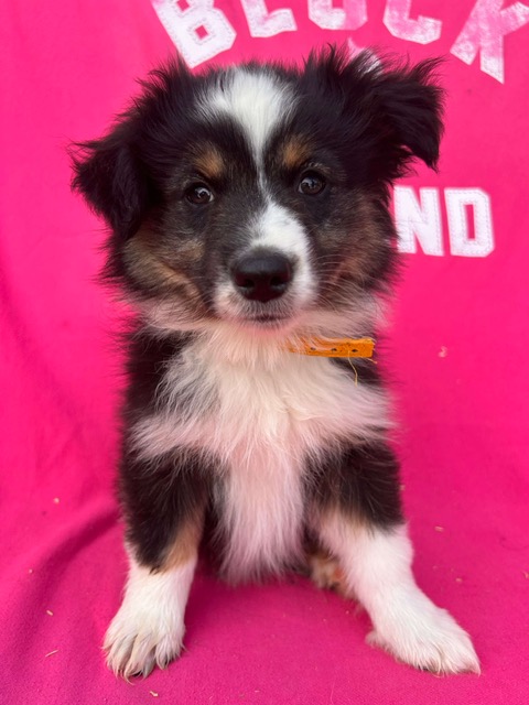 Yellie (Available) photo 3