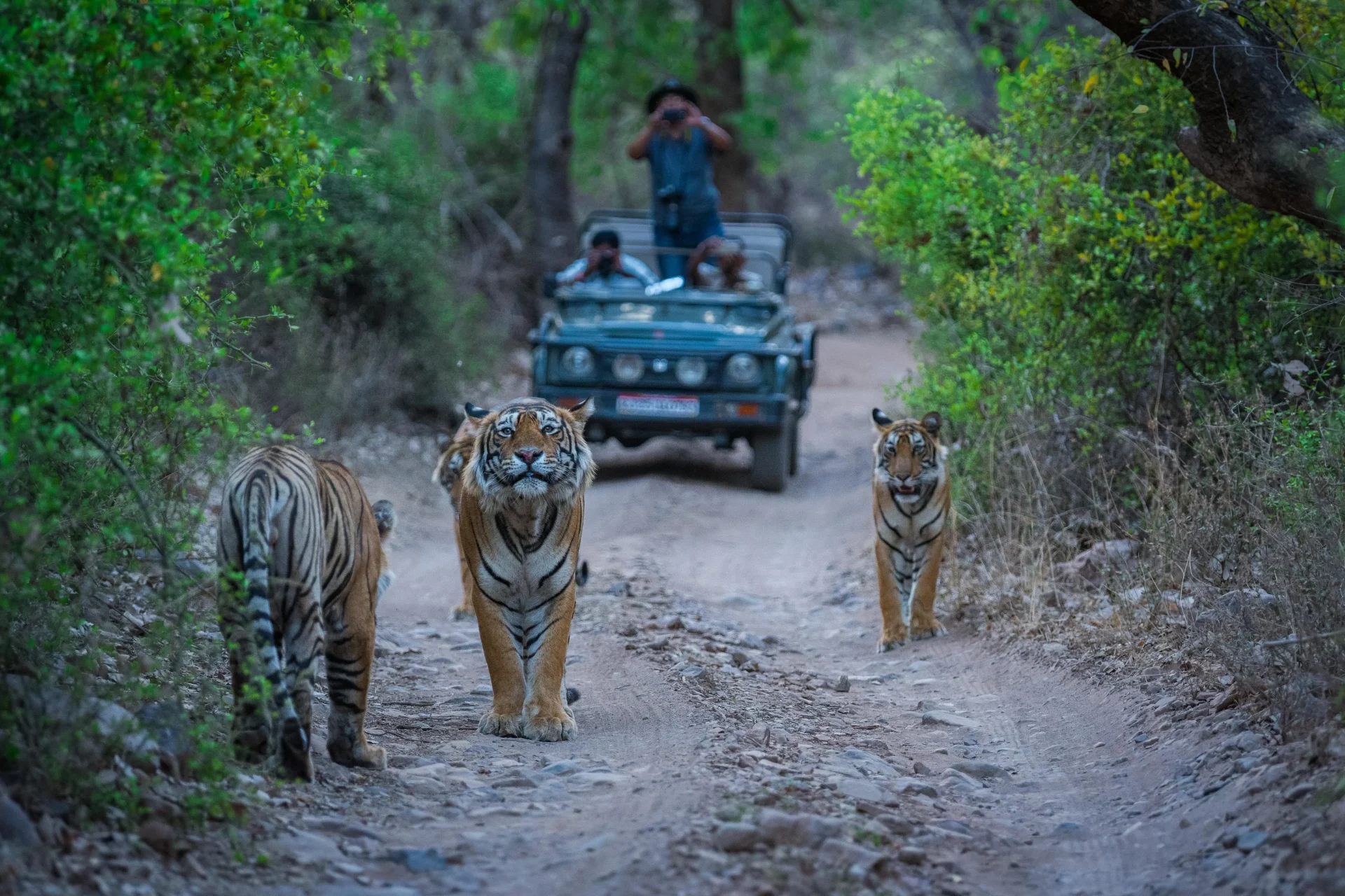 10 Best Wildlife Sanctuaries & National Parks for an Incredible Safari Experience