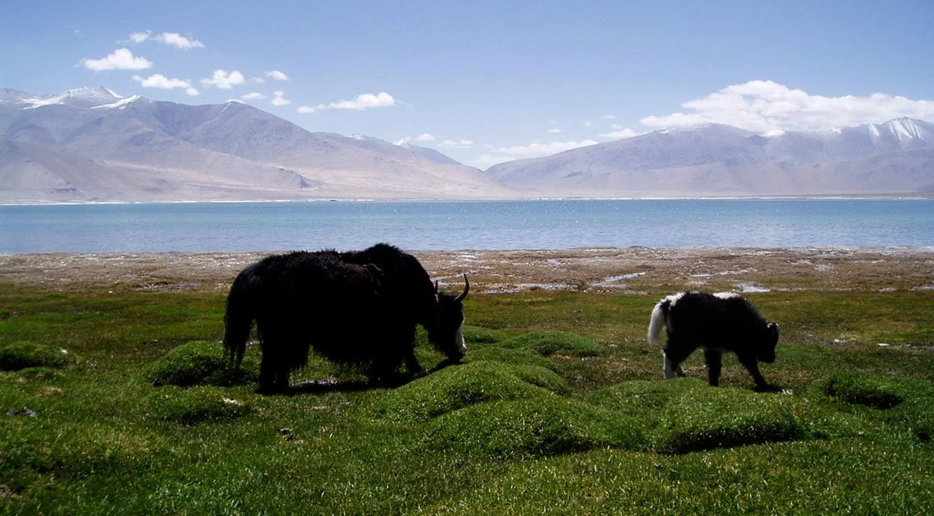 Tso Moriri – Ladakh’s Quiet Soul