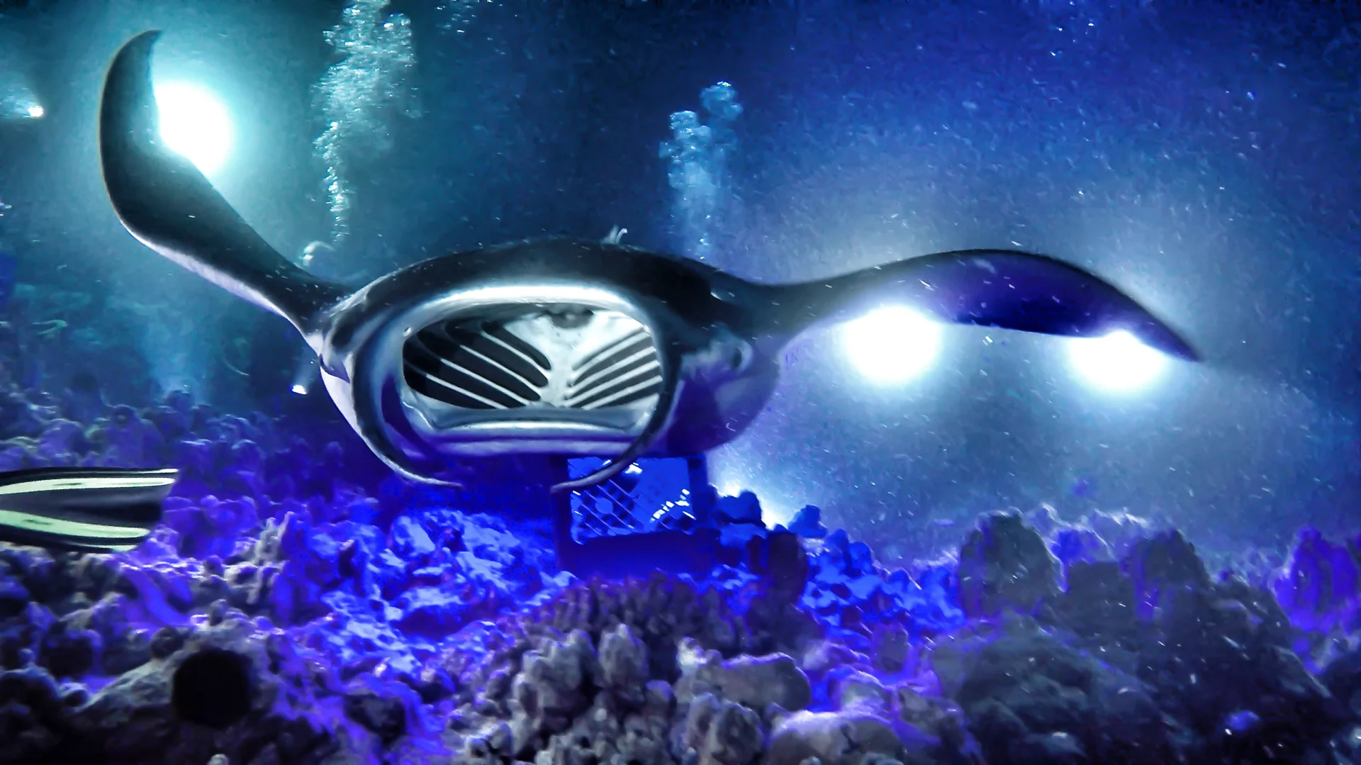 The Best Underwater Experiences You Can Have