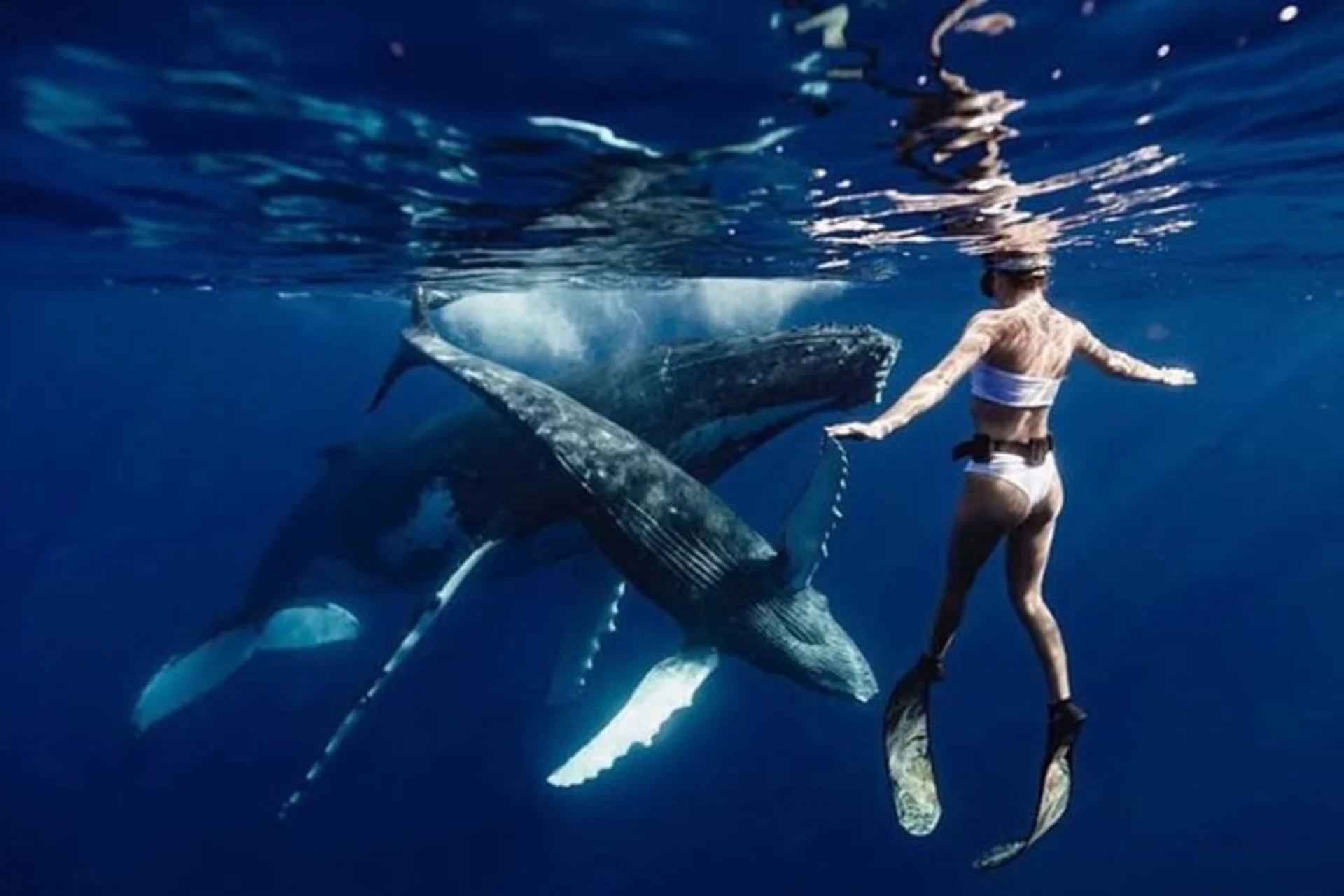 The Best Underwater Experiences You Can Have