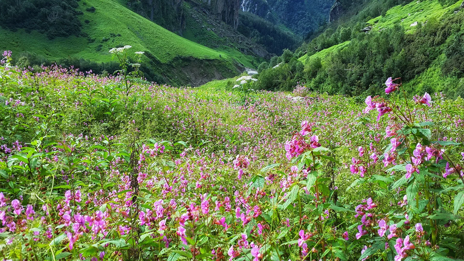 Valley of Flowers in Monsoon: A Blooming Paradise or Travel Risk?