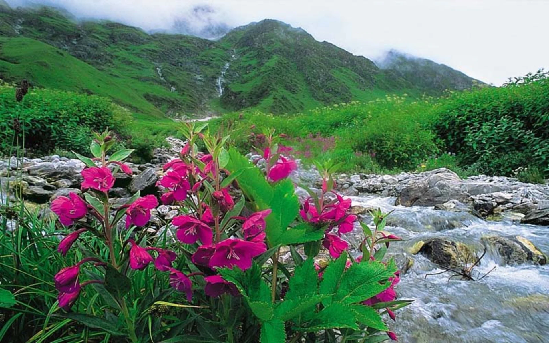 Valley of Flowers in Monsoon: A Blooming Paradise or Travel Risk?