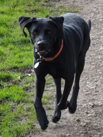 My dog running towards the camera