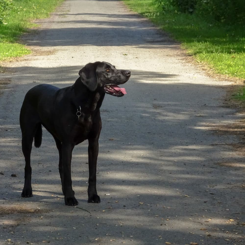 A black dog standing on a path