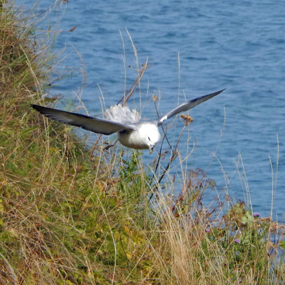 Fulmar landing on a cliff