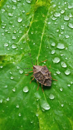 Species adaptation to weather changes