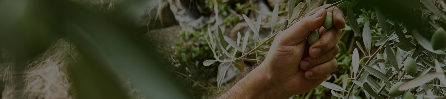 Olive Tree