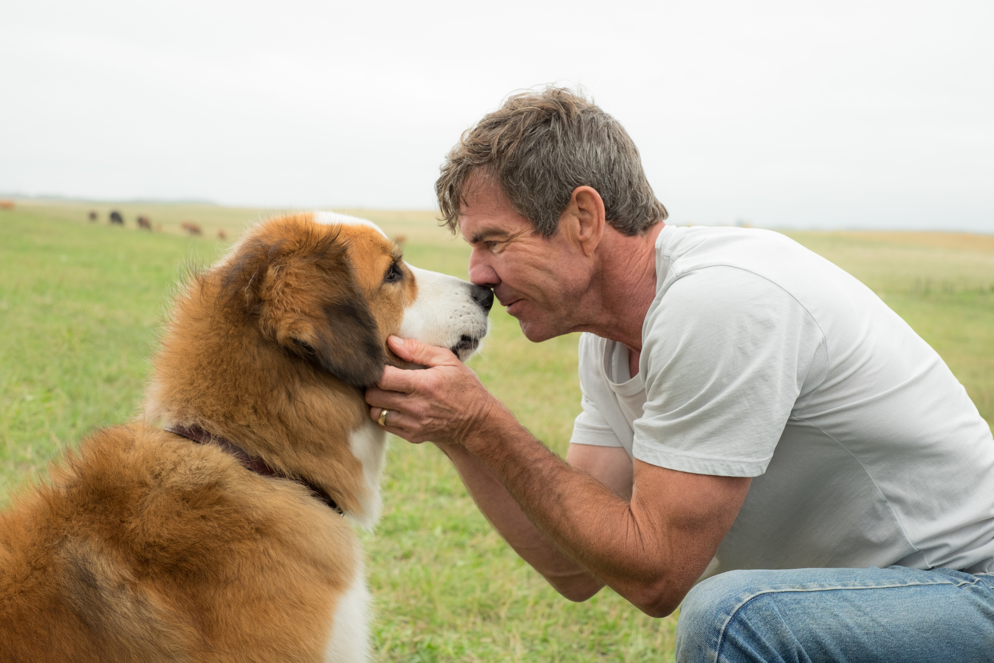 A Dog's Purpose backdrop