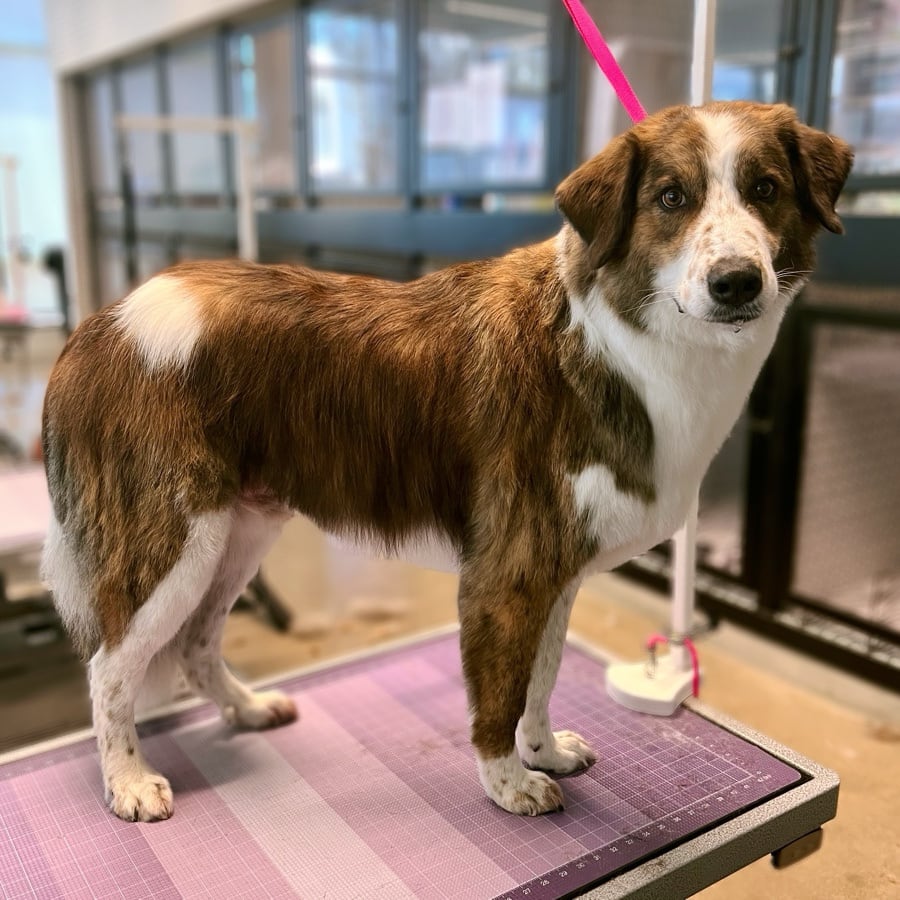 Dogs enjoying day care at Wag'N Bone in The Village, Dallas