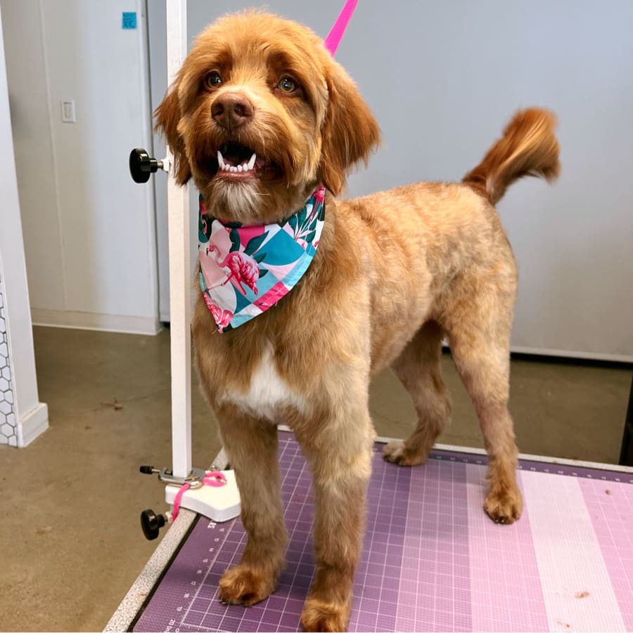 Small dog after grooming at Wag'N Bone in Dallas, Texas