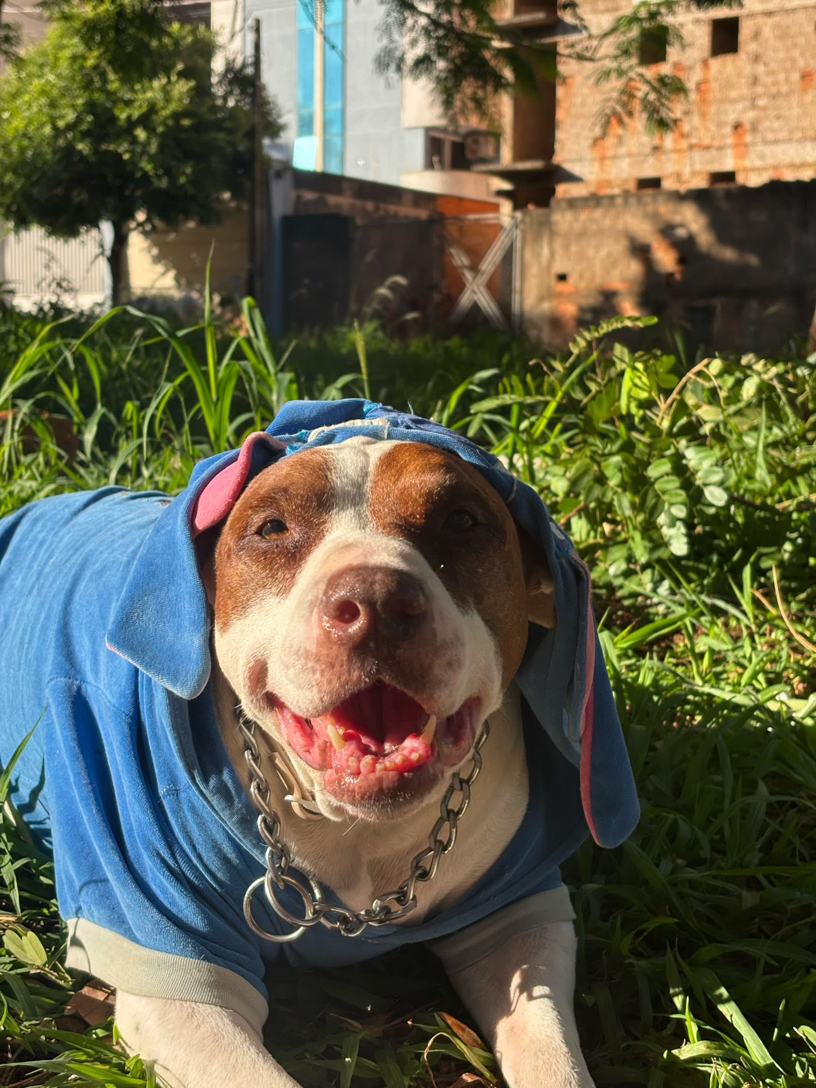Interior da SOS Focinhos Clínica Veterinária, em Pontal – SP