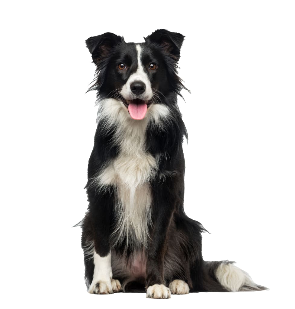 Dog after a bath at Wag'N Bone Dog Grooming in Dallas, Texas