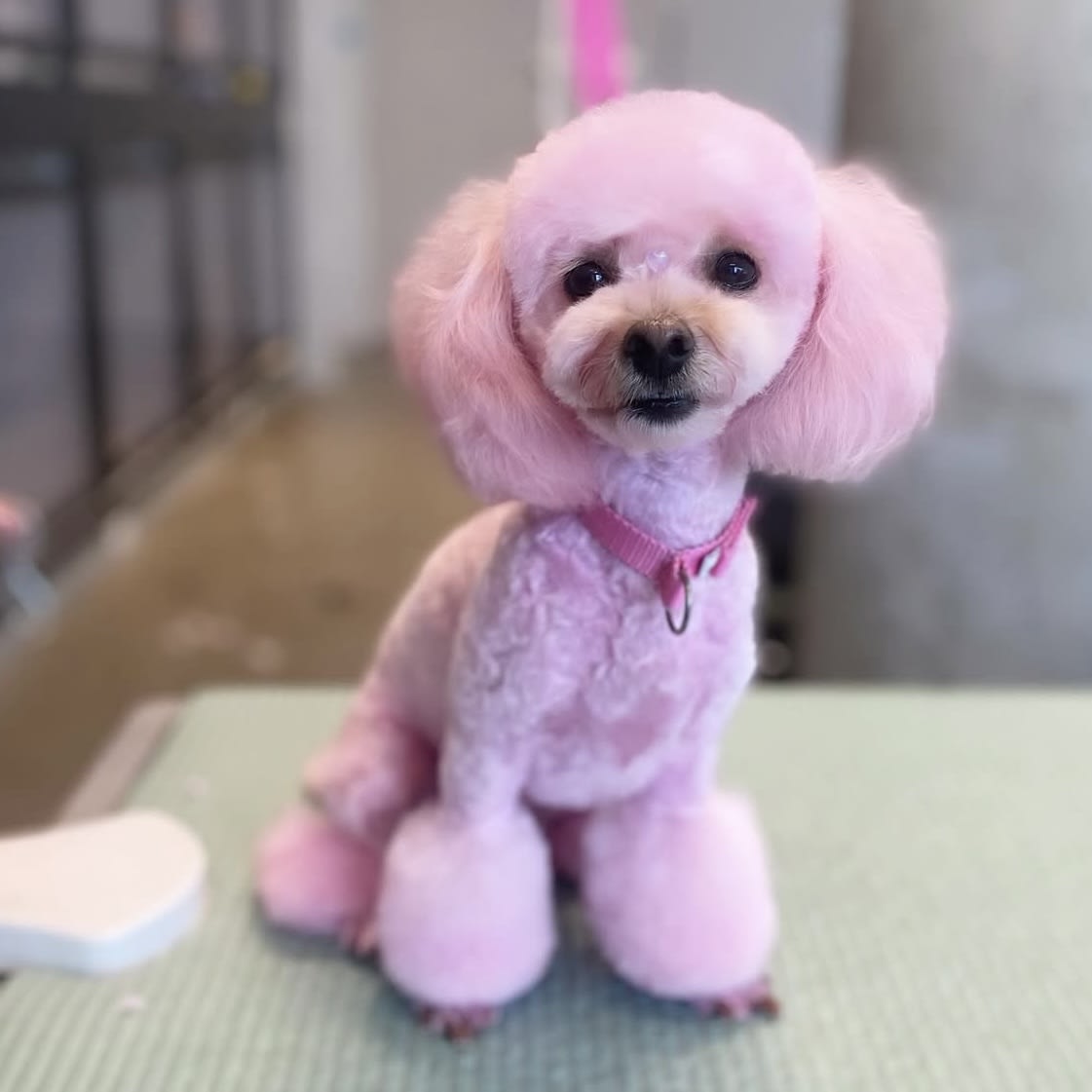 Well-groomed dog at Wag'N Bone Dog Grooming & Day Care, Dallas