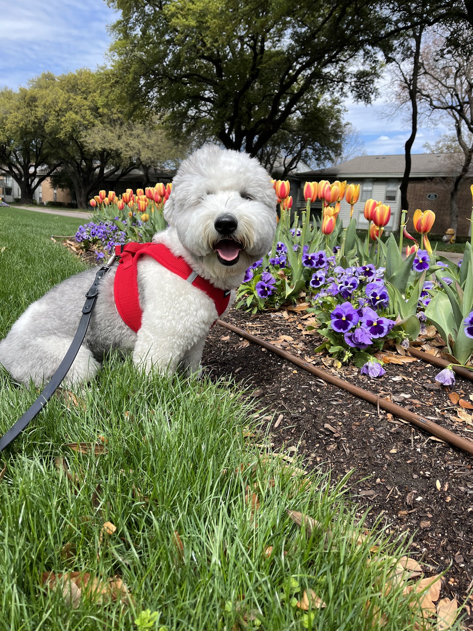 Dog in the care of the Wag'N Bone team in Dallas