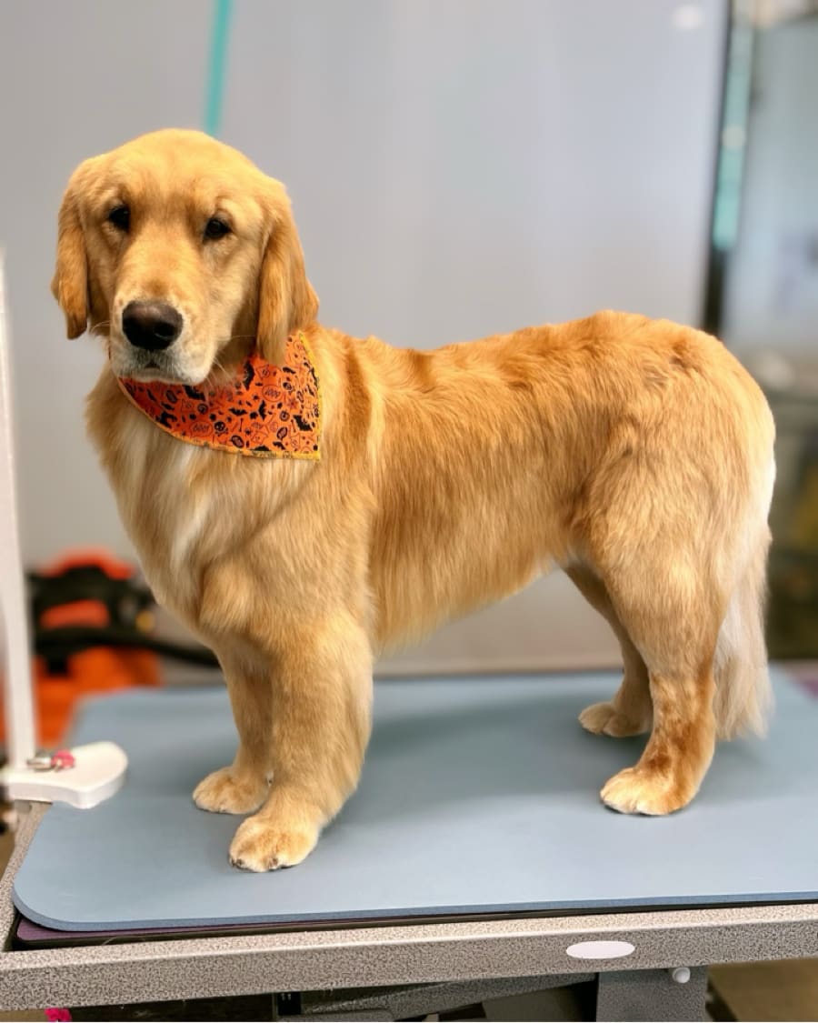 Groomed dog posing at Wag'N Bone Dog Grooming & Day Care in Dallas
