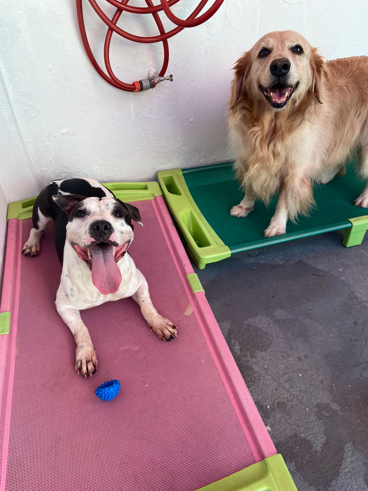 Cuidado com os cães na Casa da Lola, hotel e creche canina em Salvador