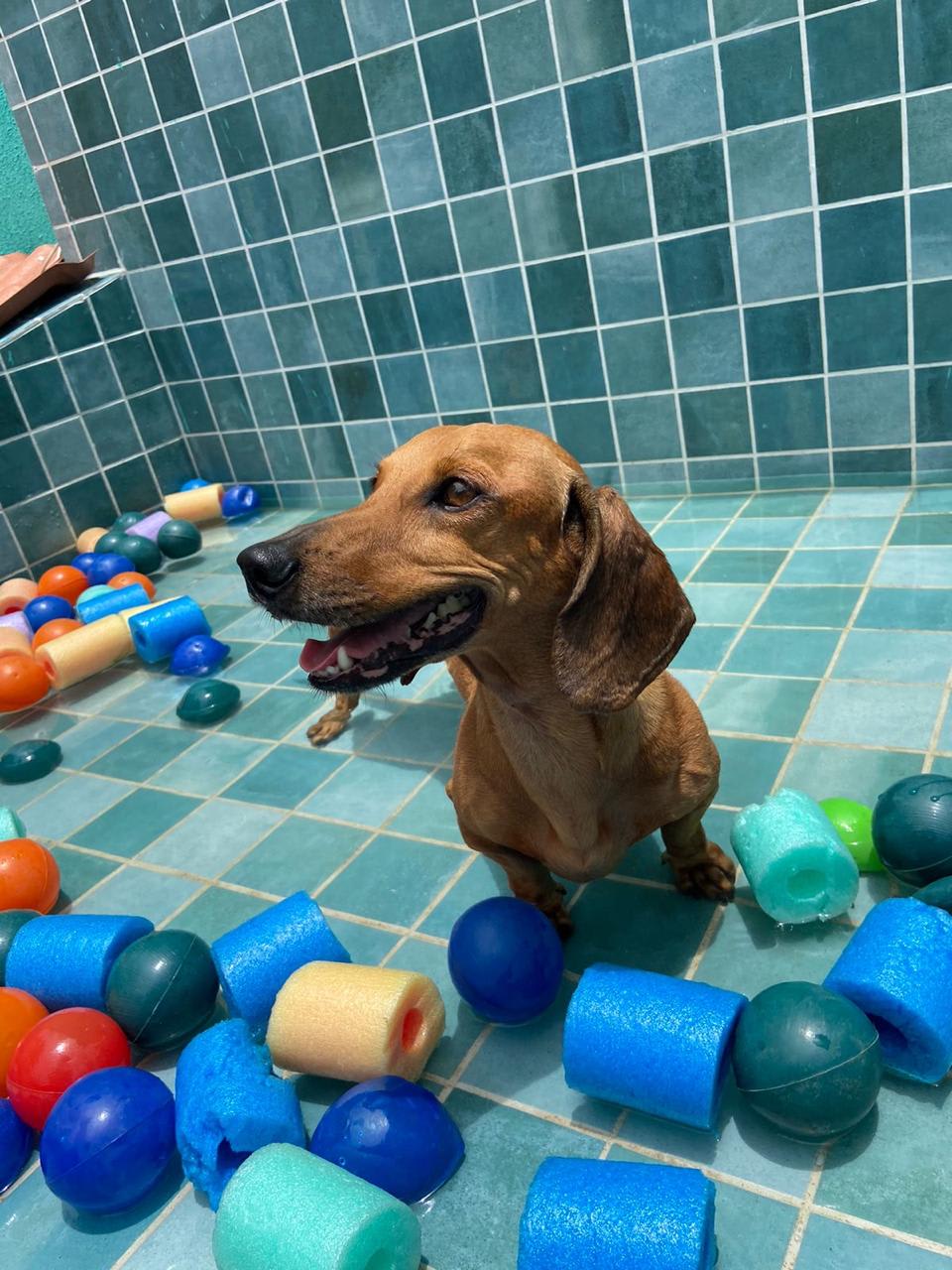 Área de brincadeiras da Casa da Lola, creche para cães em Salvador