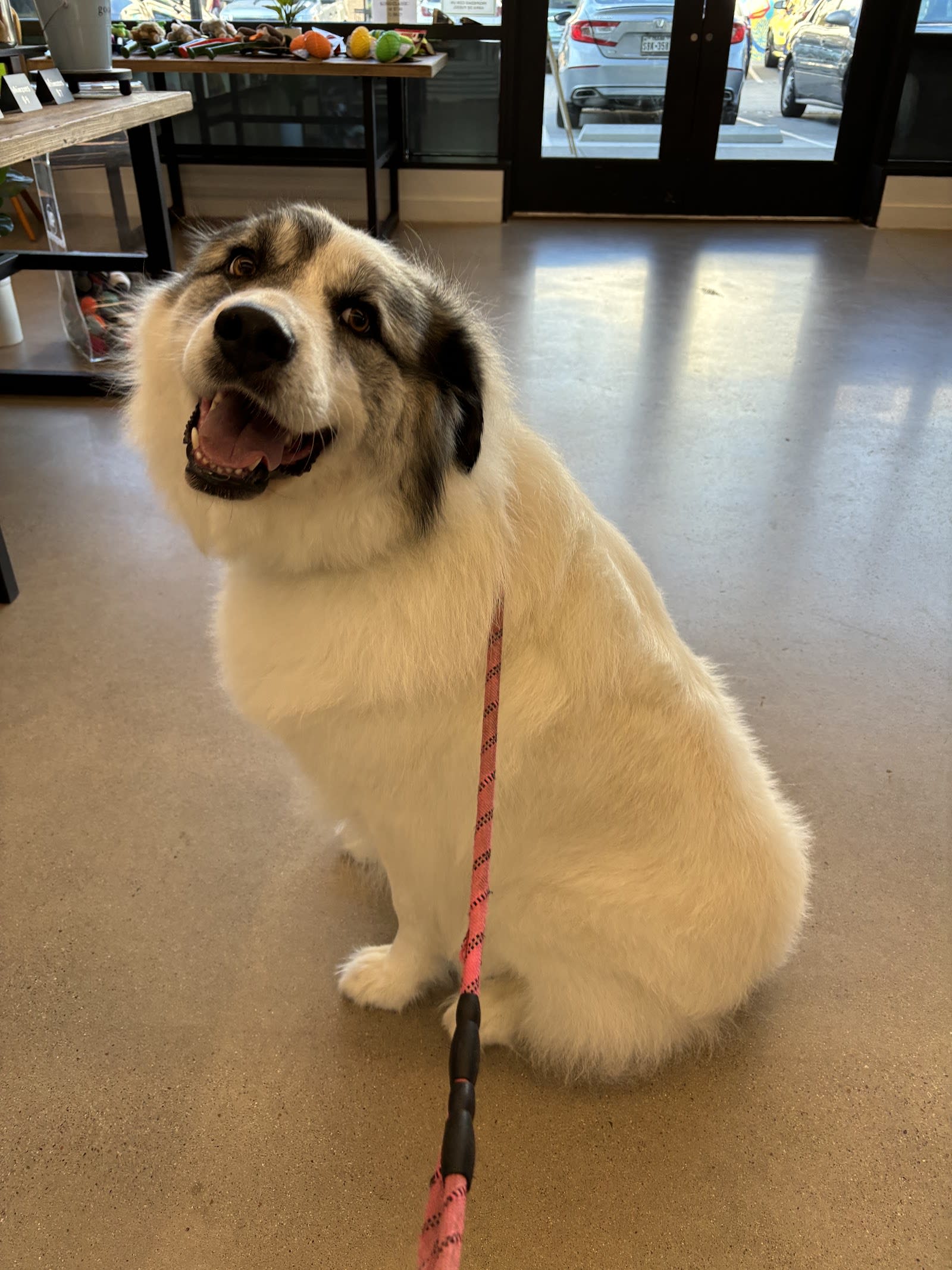 Dog enjoying a day at Wag'N Bone in The Village, Dallas
