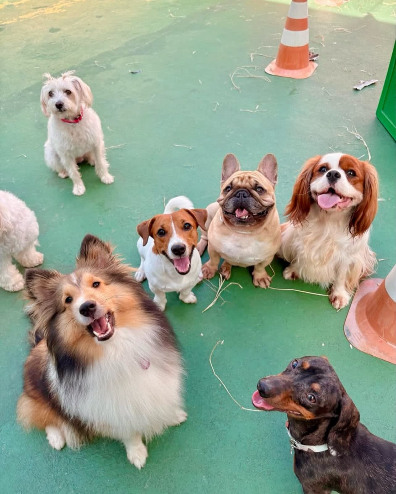 Espaço de descanso dos cães hospedados na Casa da Lola, Salvador