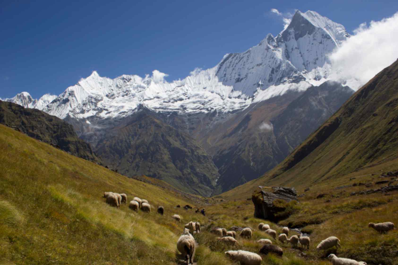 Annapurna Base Camp Trek | 11-Day Himalayan Trek