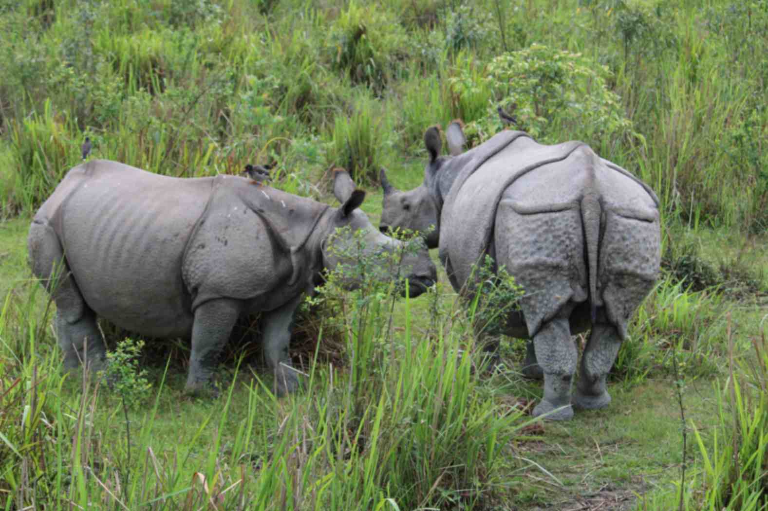 Bardiya National Park | 5-Day Wildlife Safari Nepal 2