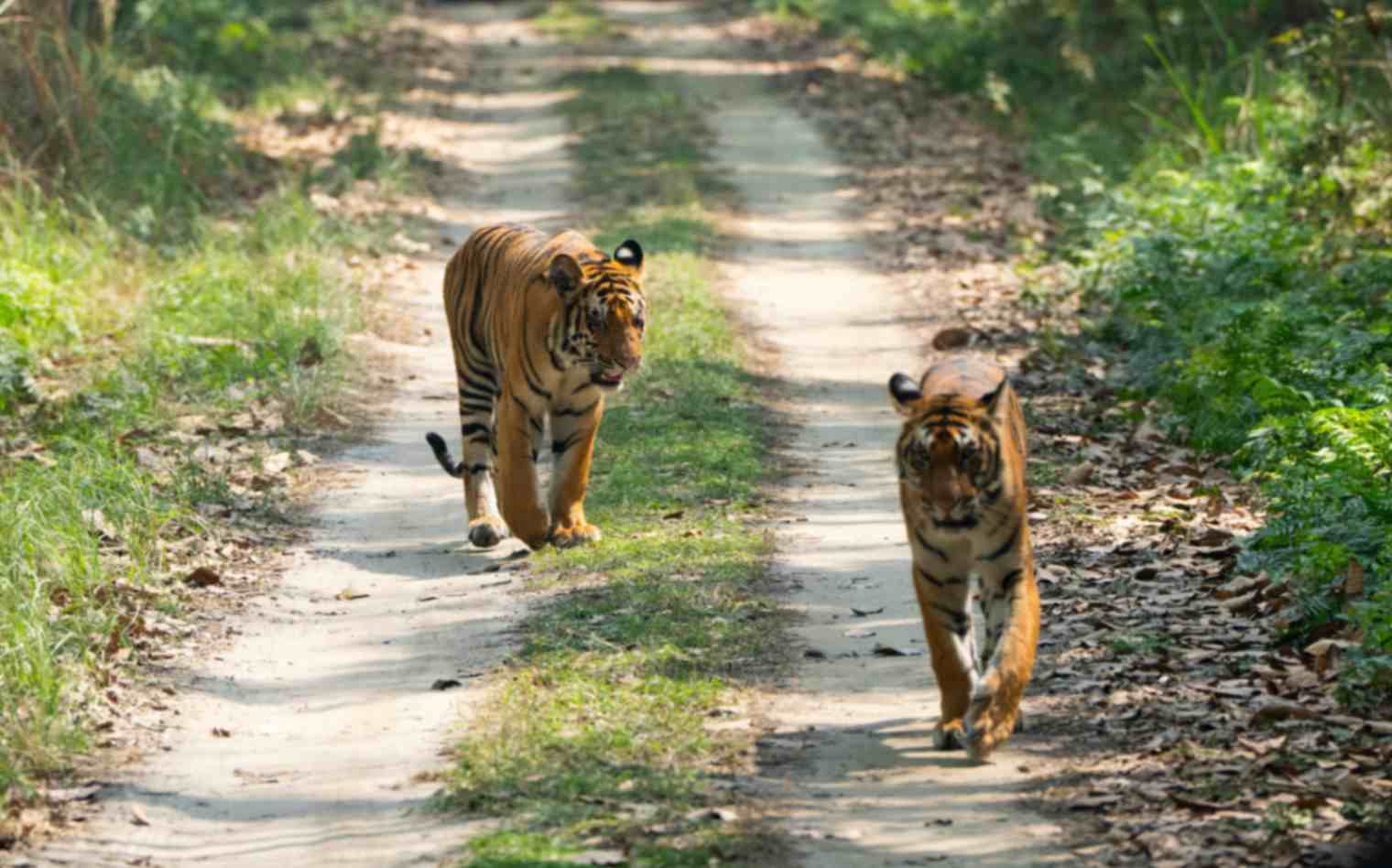 Bardiya National Park | 5-Day Wildlife Safari Nepal 1