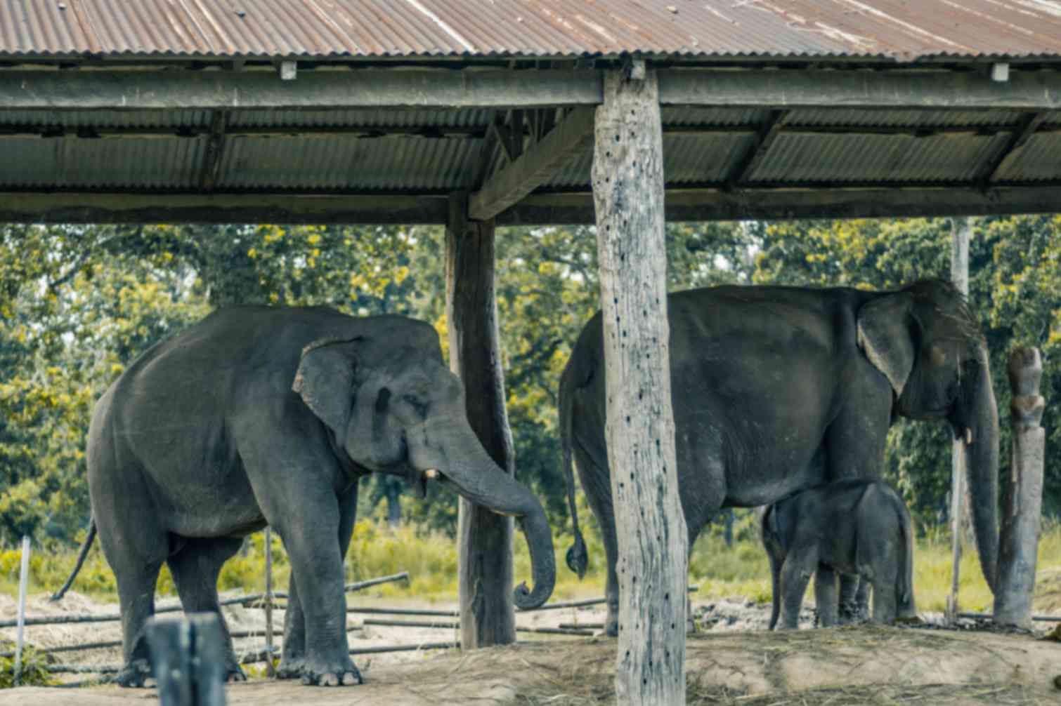 Chitwan Safari Tour | 4-Day Jungle Wildlife Adventure 3