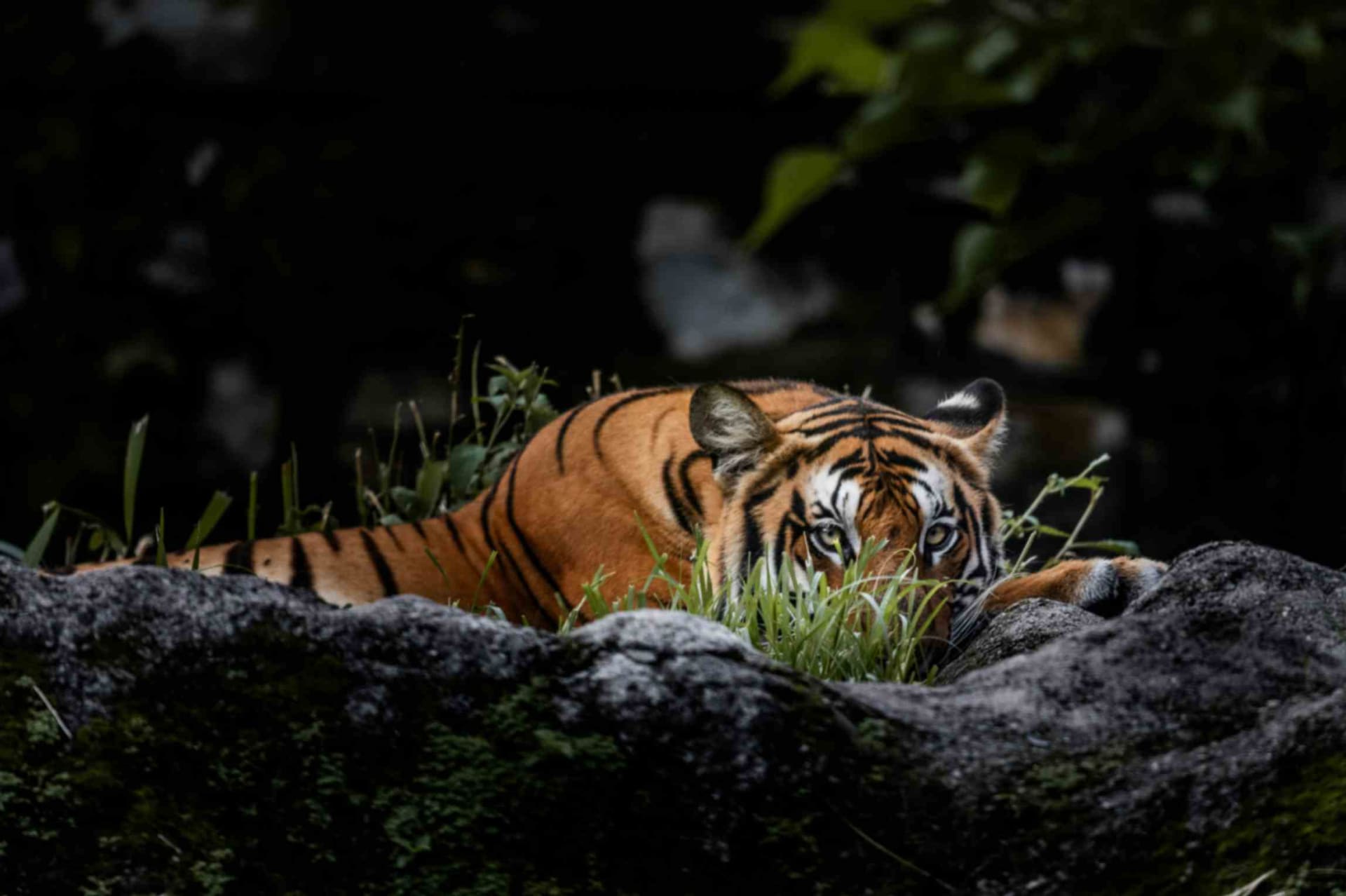 Pokhara & Chitwan Tour | 7 Days | Get Tours Nepal 3