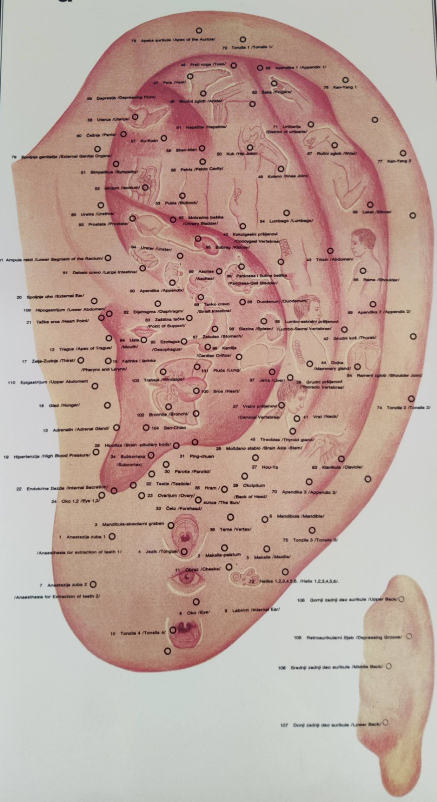 Mapa uha i akupunkturne tačke