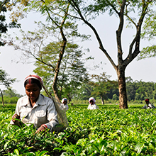 Assam is a major producer of world-class black tea