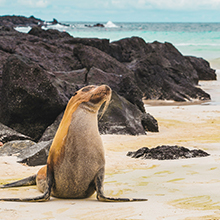 Galápagos Islands: Unique Wildlife and Marine Beauty
